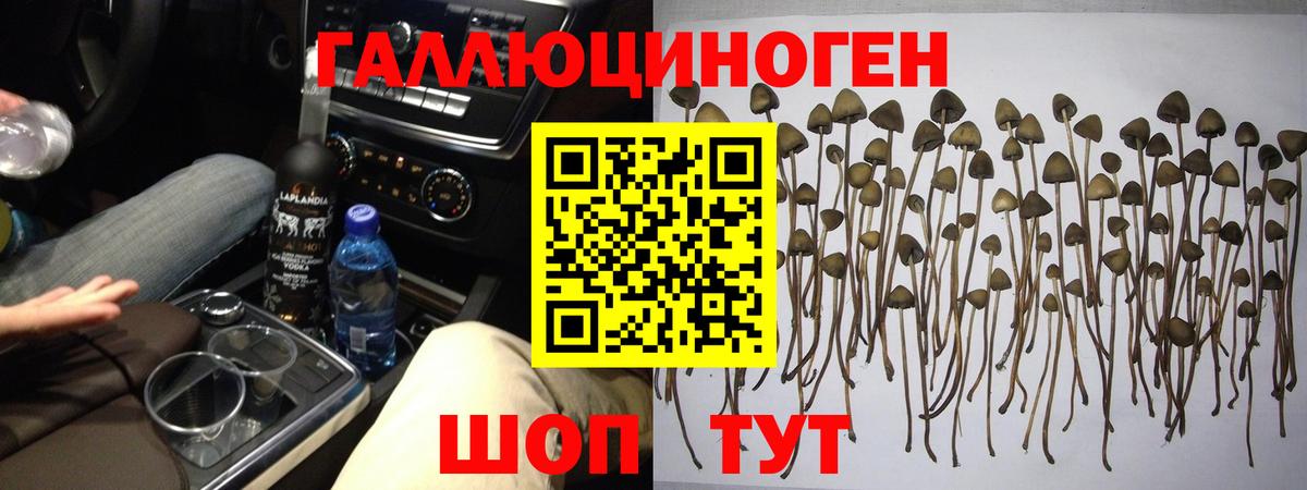 Галлюциногенные грибы GOLDEN TEACHER  Вход с VPN  Кисловодск  Галлюциногенные грибы Psilocybine cubensis 